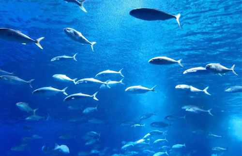 在海洋重防腐体系中的协同增效与耐盐雾机理